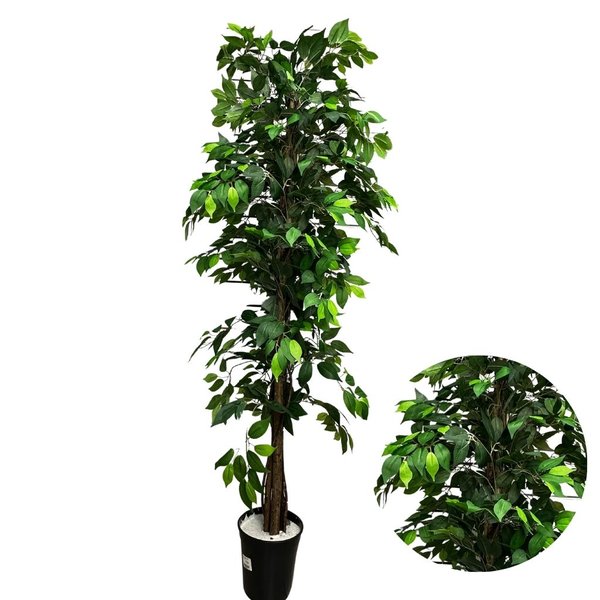 ficus verde 2