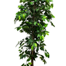 ficus verde 3