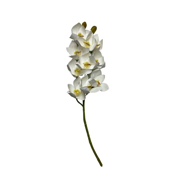 orquidea branca 1