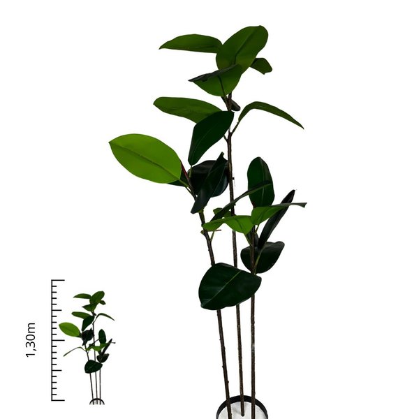 ficus elastica 1 1 40