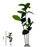 ficus elastica 1 1 40