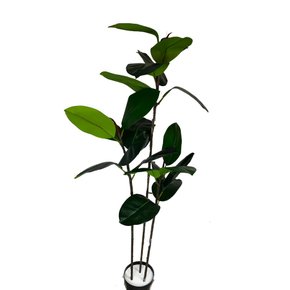 Ficus Elástica Artificial Realista 1,30M