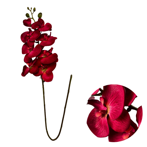 01 orquidea haste veremelho h032m bf 2