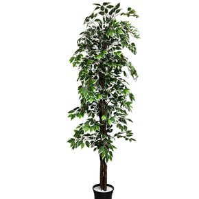 ficus branco3