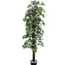 ficus branco3