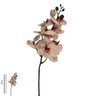 orquidea haste branco com rosa h032m bf 2