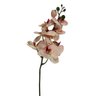 orquidea haste branco com rosa h032m bf 3