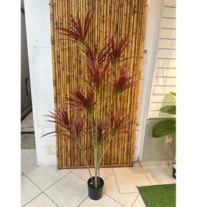 ARVORE DRACENA MARGINATA ( VERMELHO) 1,70m 