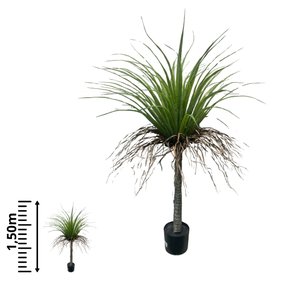 A.YUCCA C/POTE X60 (VERDE) 1,2m  - 83248001 - FA